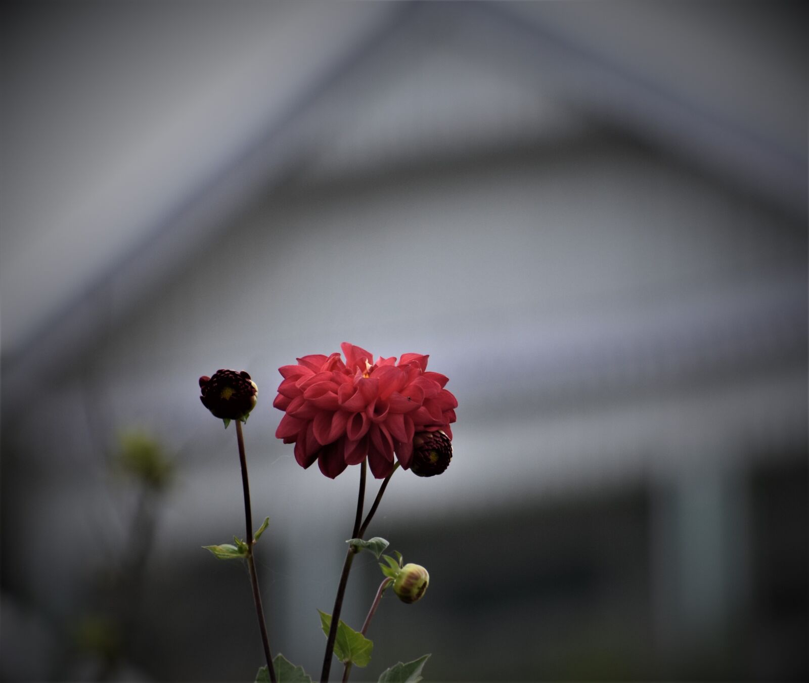 Nikon D3400 sample photo. Flower, red, plant photography