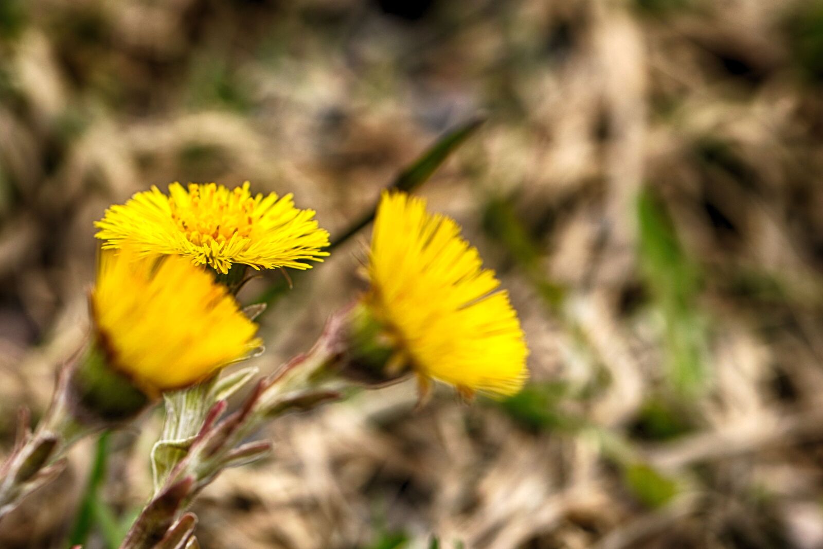 Canon EOS 7D Mark II sample photo. Nature, flora, flower photography