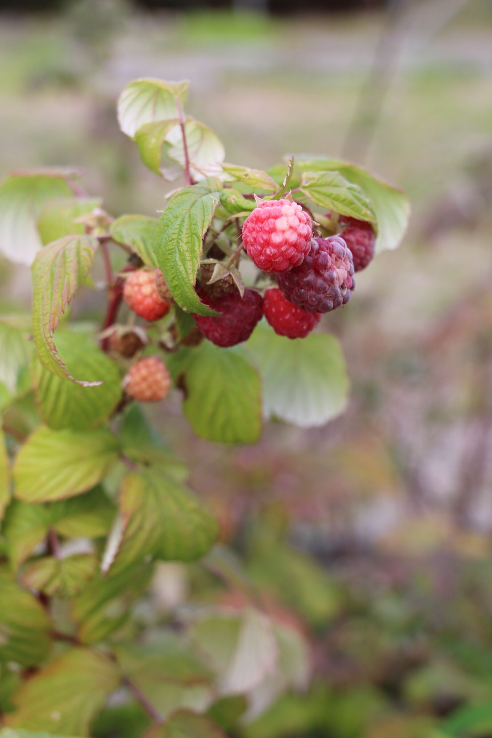 Canon EOS 650D (EOS Rebel T4i / EOS Kiss X6i) + Canon EF-S 18-135mm F3.5-5.6 IS STM sample photo. Raspberry, organic, branch photography