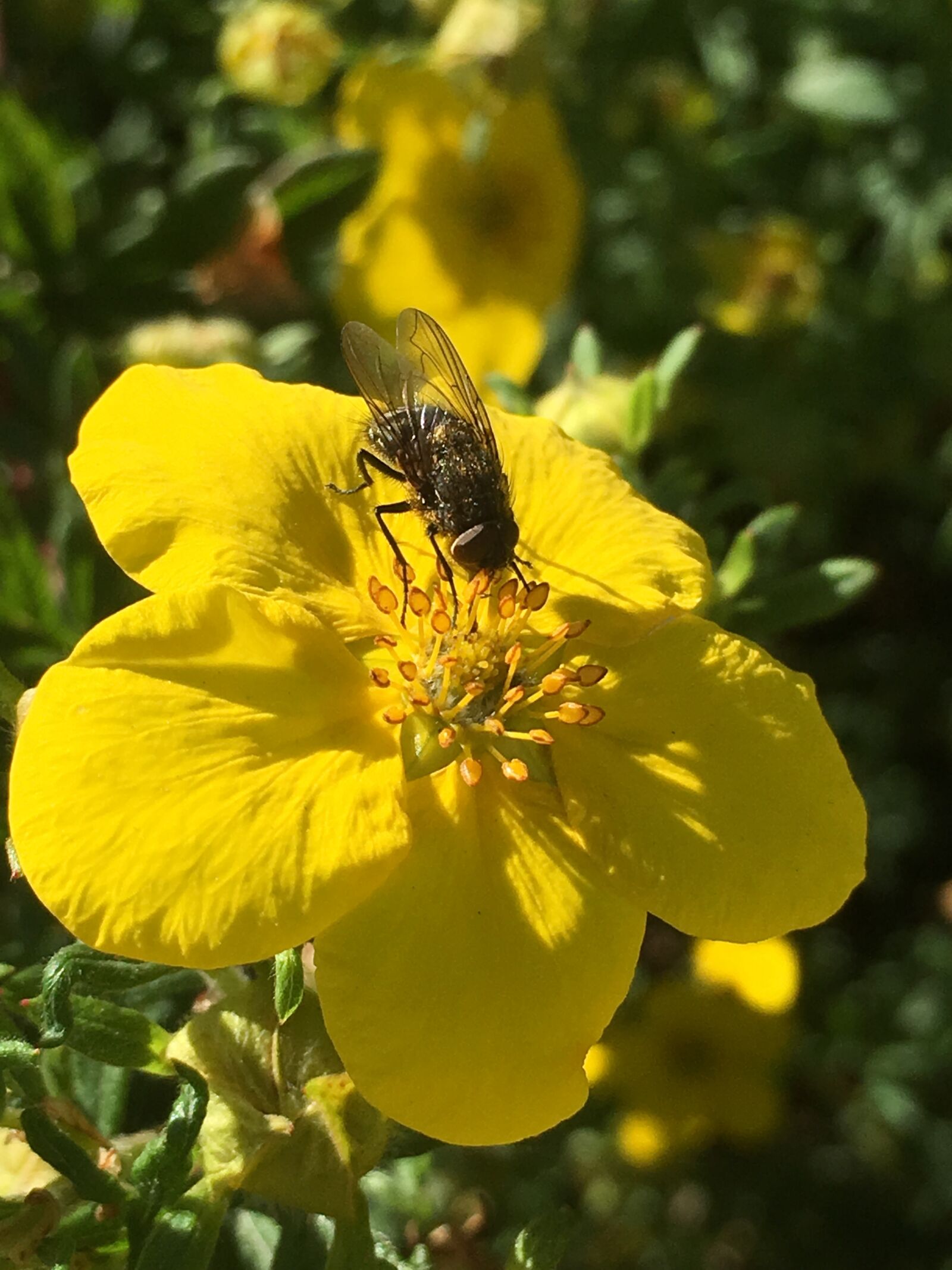 Apple iPhone 6s Plus sample photo. The insect, flower, shrub photography