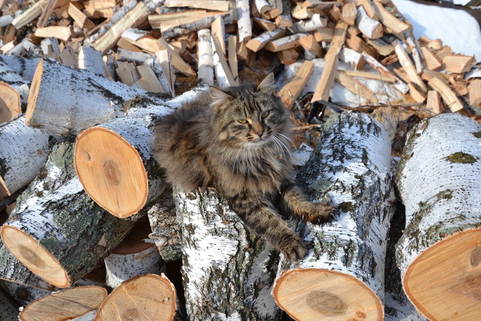 Nikon D3100 sample photo. Birch, logs, firewood photography