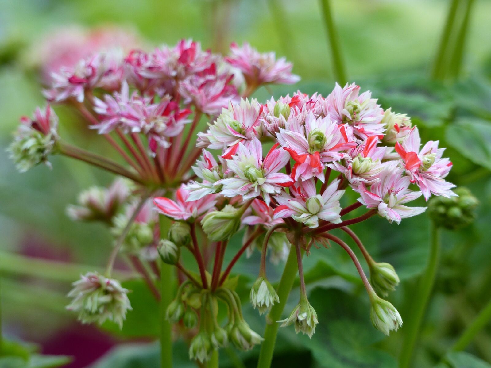 Panasonic Lumix DMC-FZ200 sample photo. Geranium, flowers, colors photography