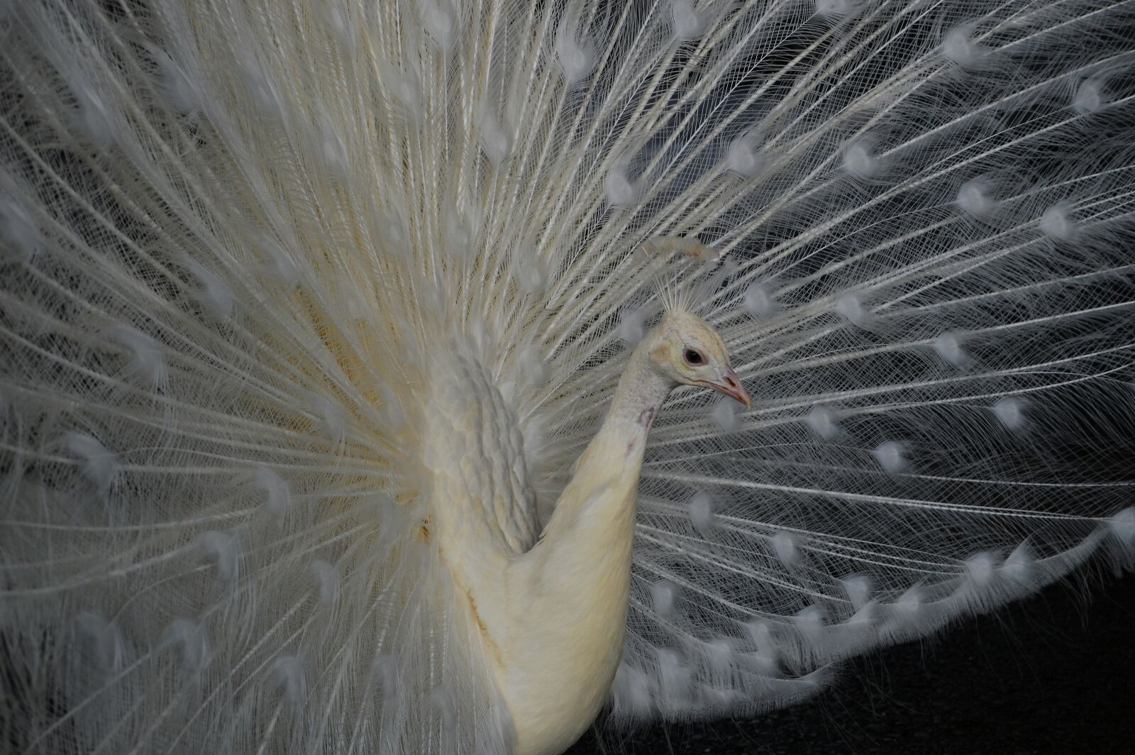 Nikon D3200 sample photo. White peacock, bird, peacock photography