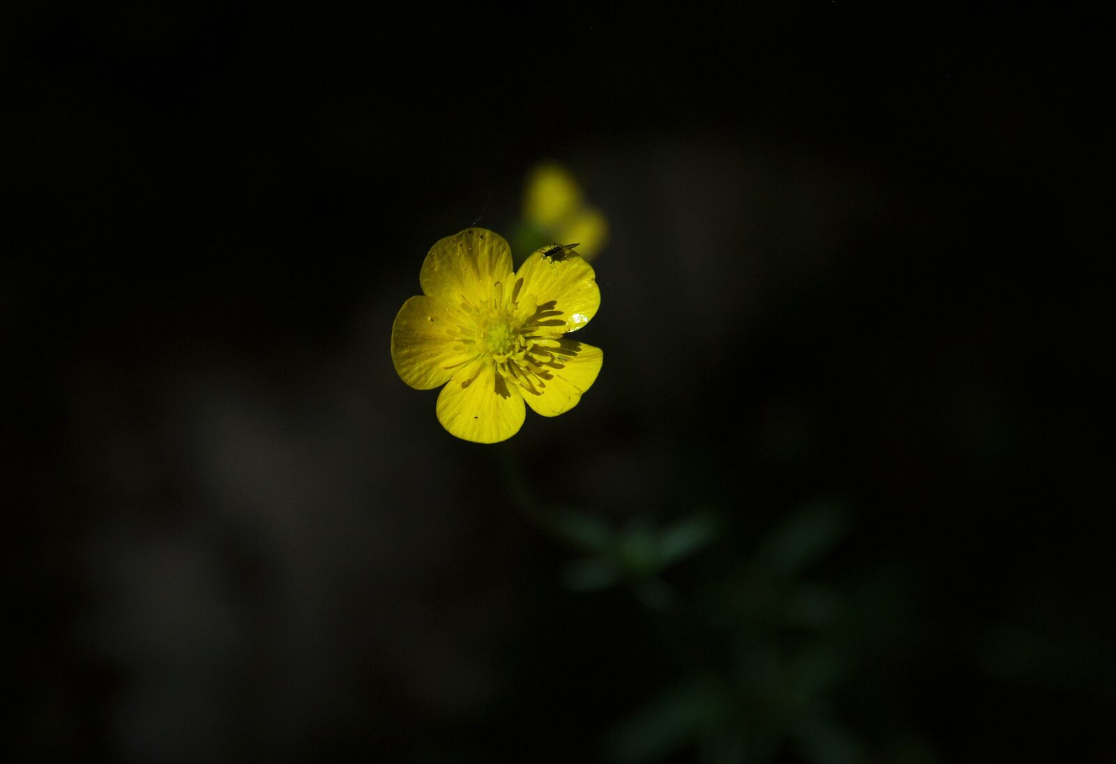Pentax K-5 sample photo. Buttercup, yellow, shadow photography