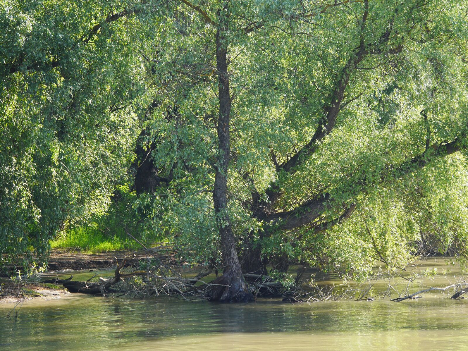 Panasonic Lumix DMC-GH3 sample photo. Riparian zone, danube delta photography