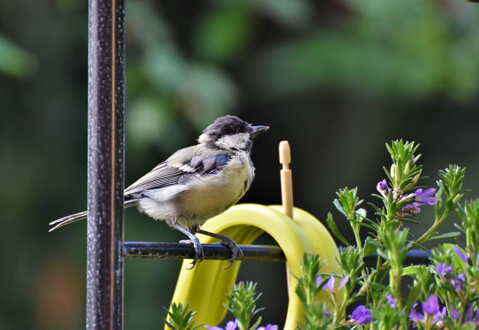 Nikon D7200 sample photo. Tit, songbird, small bird photography