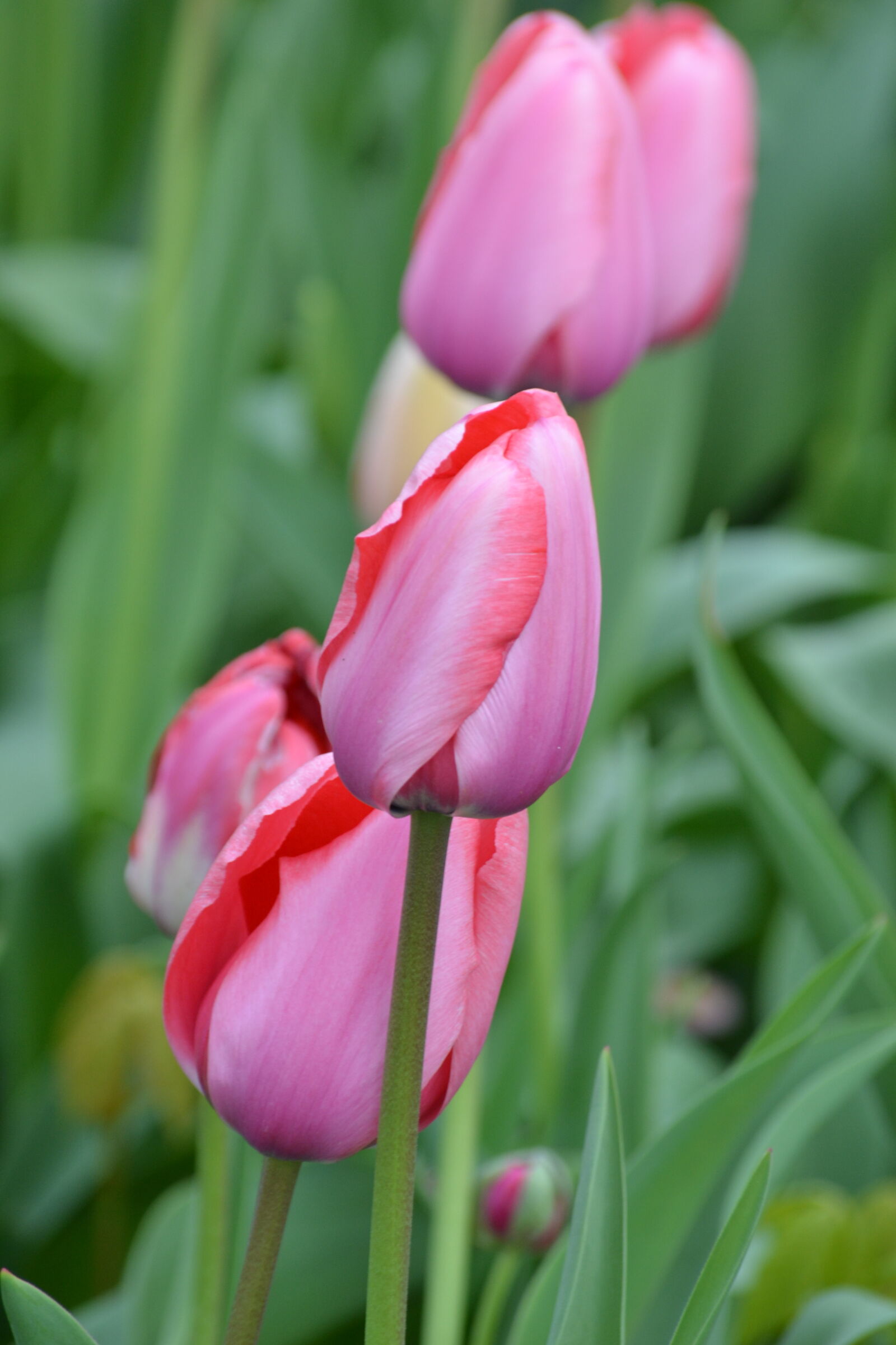 Nikon D3100 sample photo