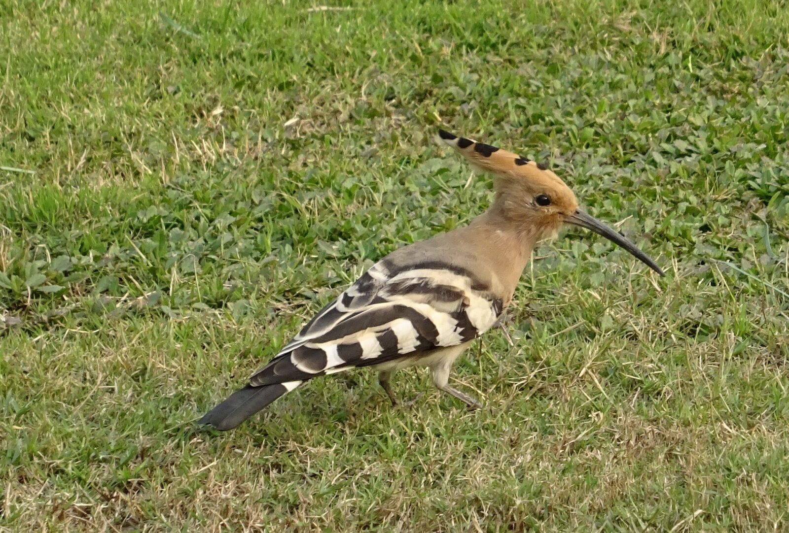 Sony DSC-HX60V sample photo. Bird, avian, hoopoe photography