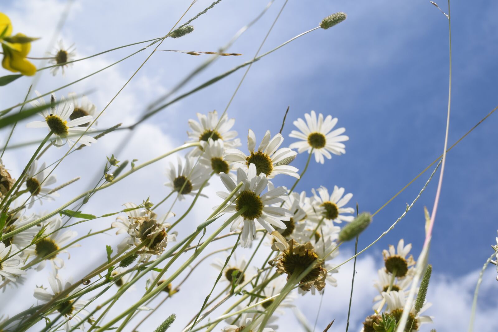 Nikon D3300 sample photo. Nature, daisies, field photography
