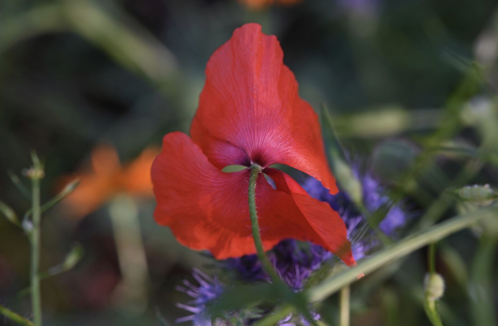 Nikon Z6 sample photo. Poppy, blossom, bloom photography
