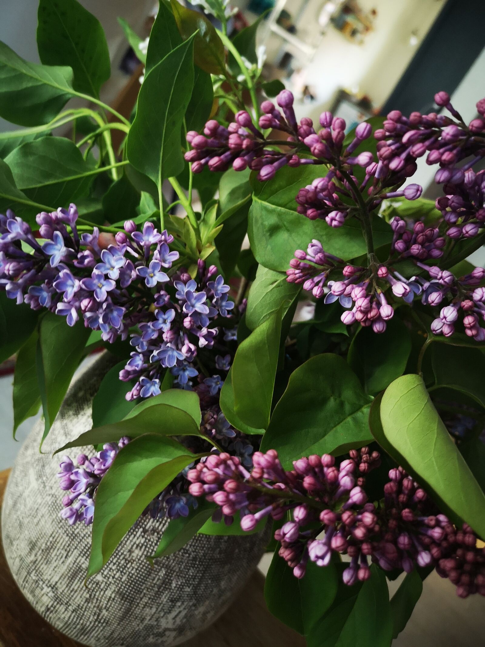 HUAWEI CLT-L29 sample photo. Acid, flower, flowers photography