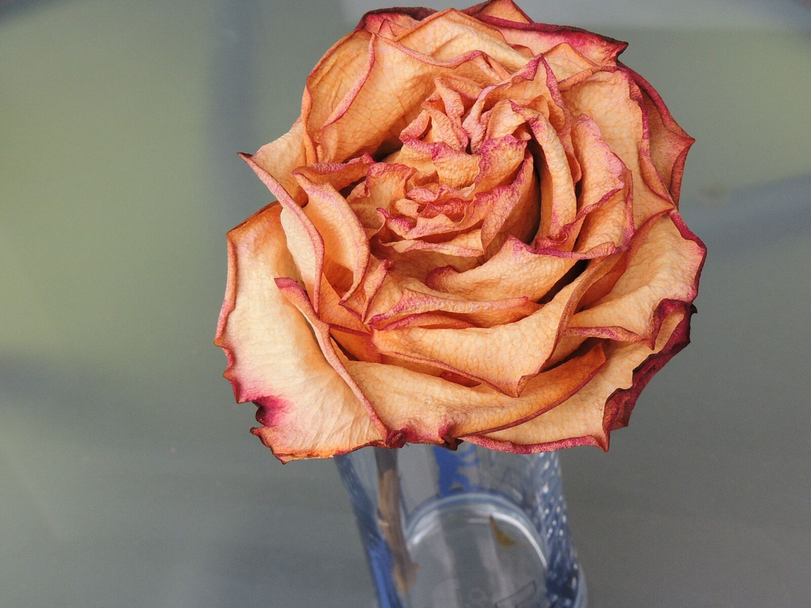 Nikon Coolpix P510 sample photo. Rose, blossom, bloom photography