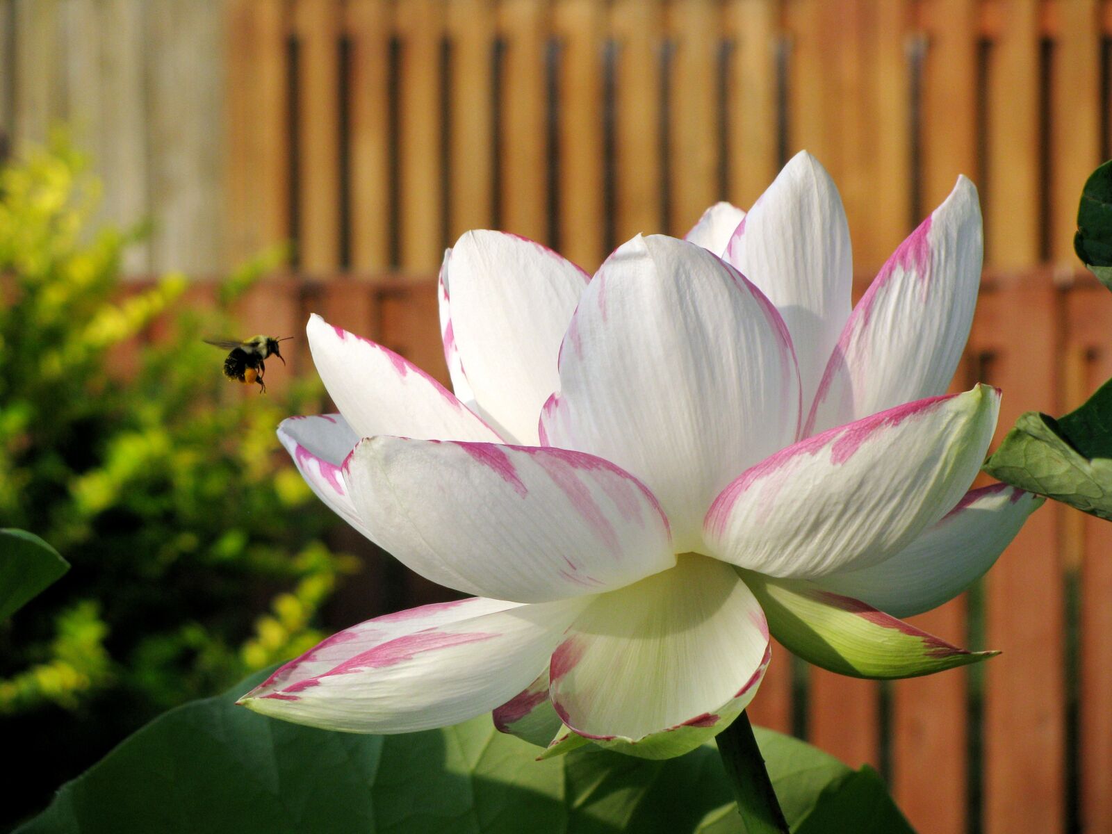 Canon POWERSHOT SX100 IS sample photo. Lotus, flower, white photography