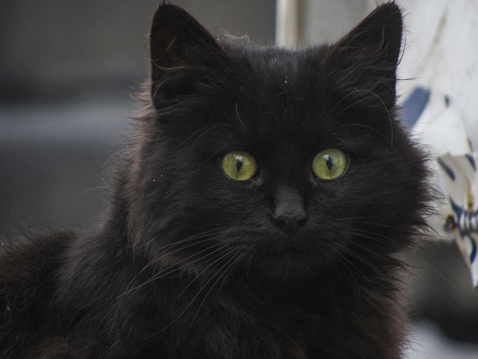 Canon PowerShot SX530 HS sample photo. Cat, street photo, street photography