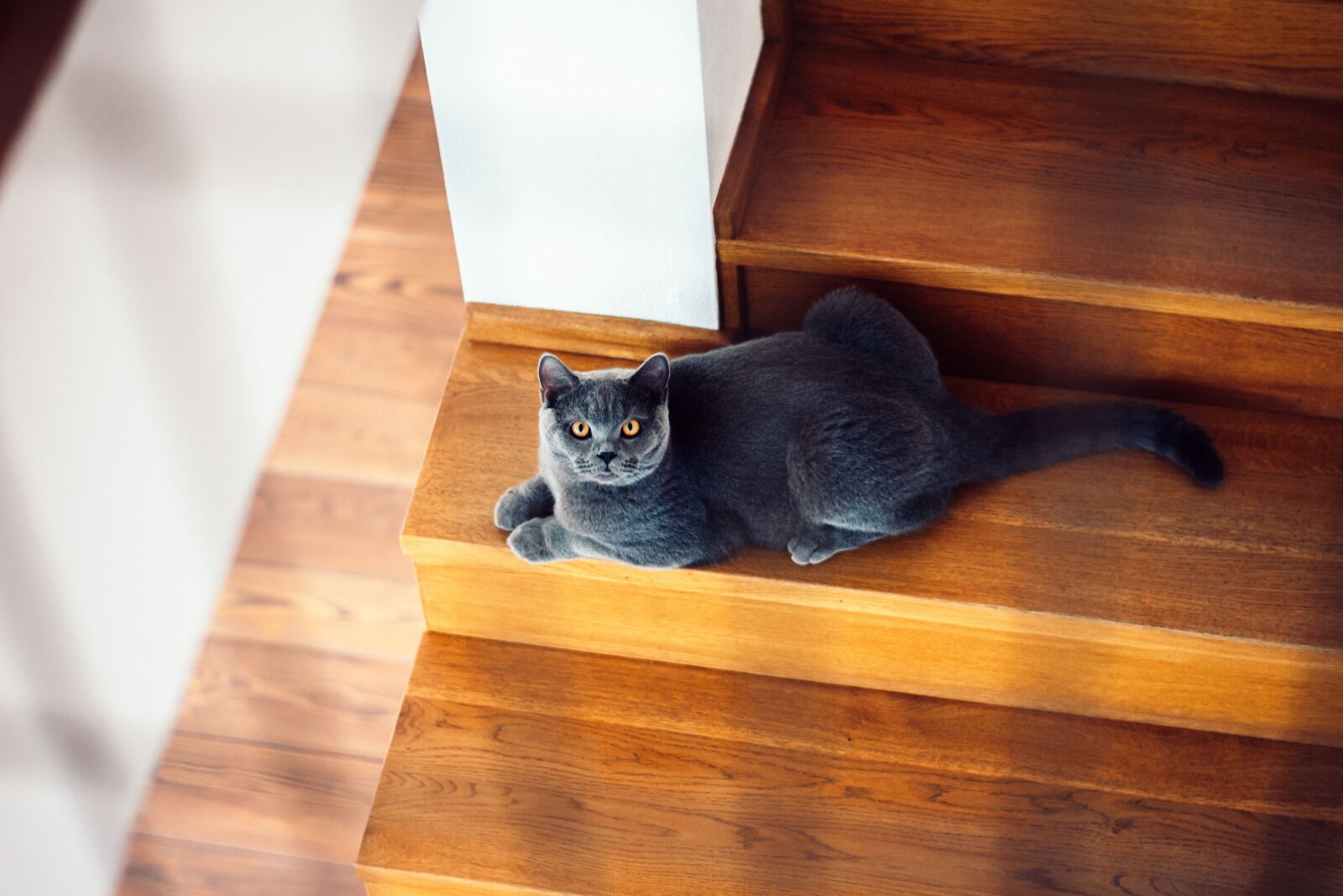 Nikon D3400 sample photo. Cat, animals, gray photography