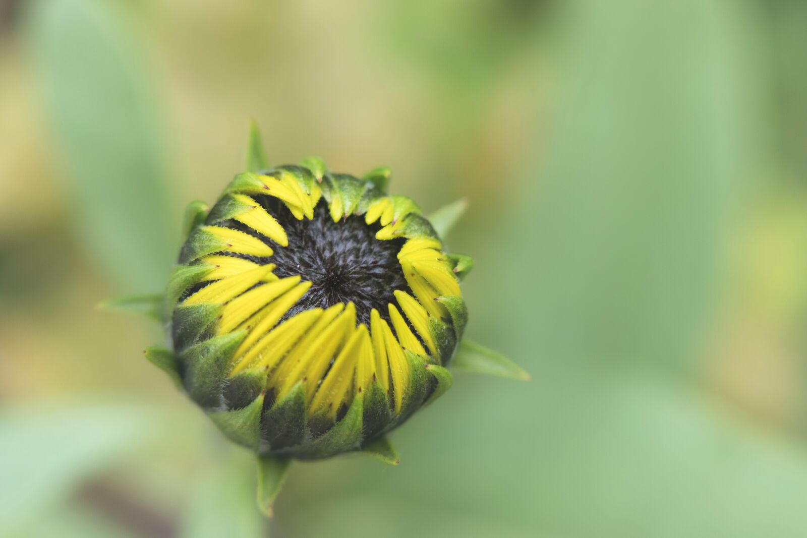 Canon PowerShot G3 X sample photo. Sunflower, bud, blossom photography