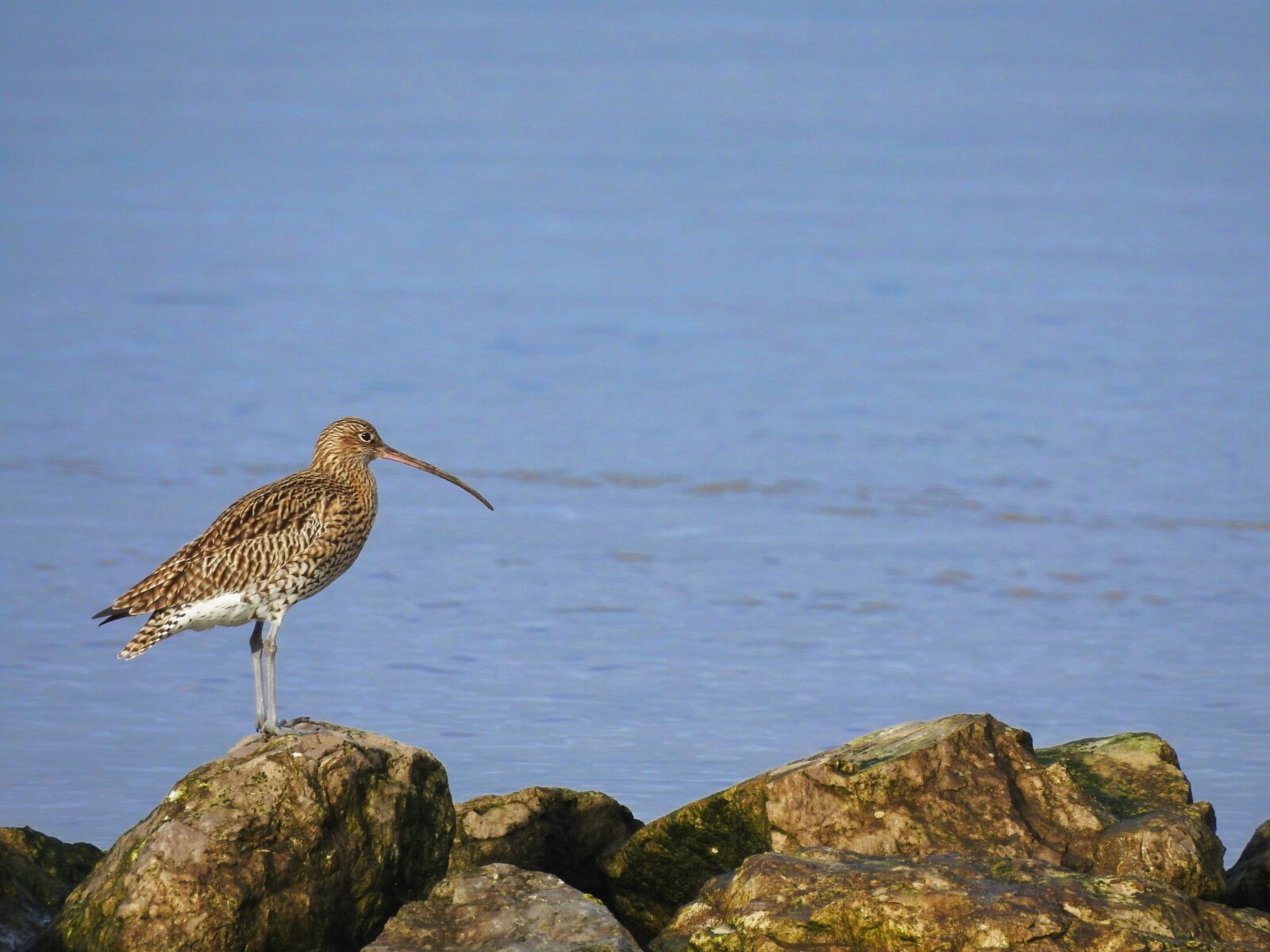 Nikon Coolpix P900 sample photo. Bird, sea, water photography