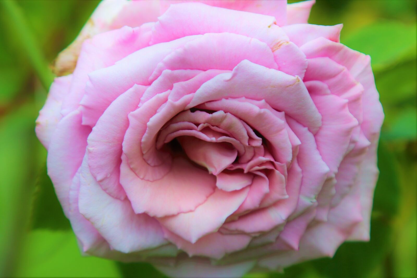 Canon EF 24-105mm F4L IS USM sample photo. Rose, nature, spring photography