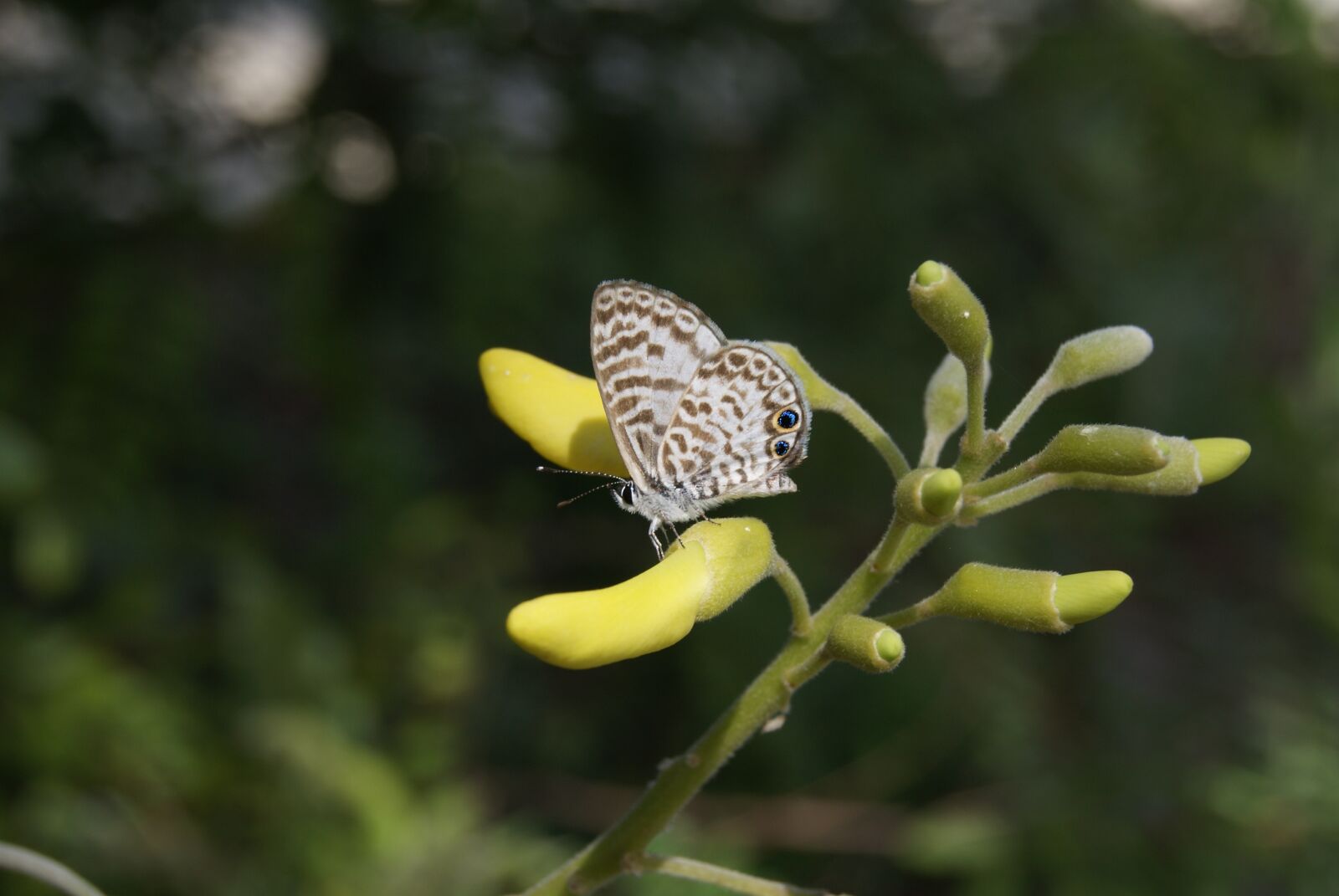 Sony Alpha DSLR-A230 sample photo. Butterfly, insect, fly photography