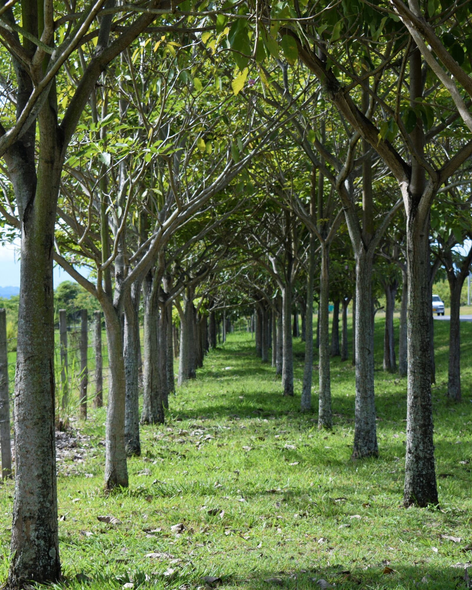 Nikon D3300 sample photo. Path of trees, trees photography