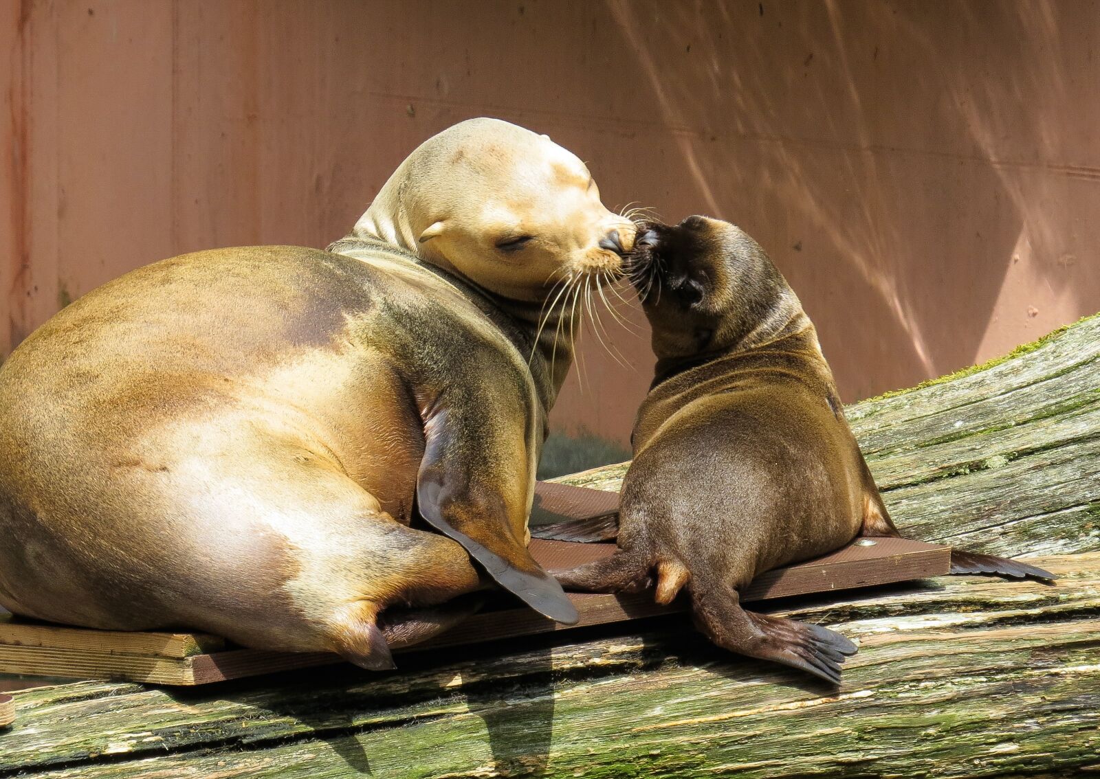Canon PowerShot SX50 HS sample photo. Animal, sea lion, young photography