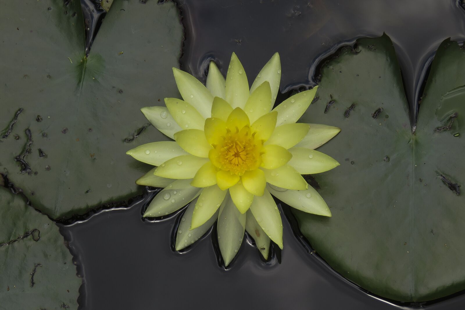 Canon PowerShot SX60 HS sample photo. Flower, plant, lotus photography