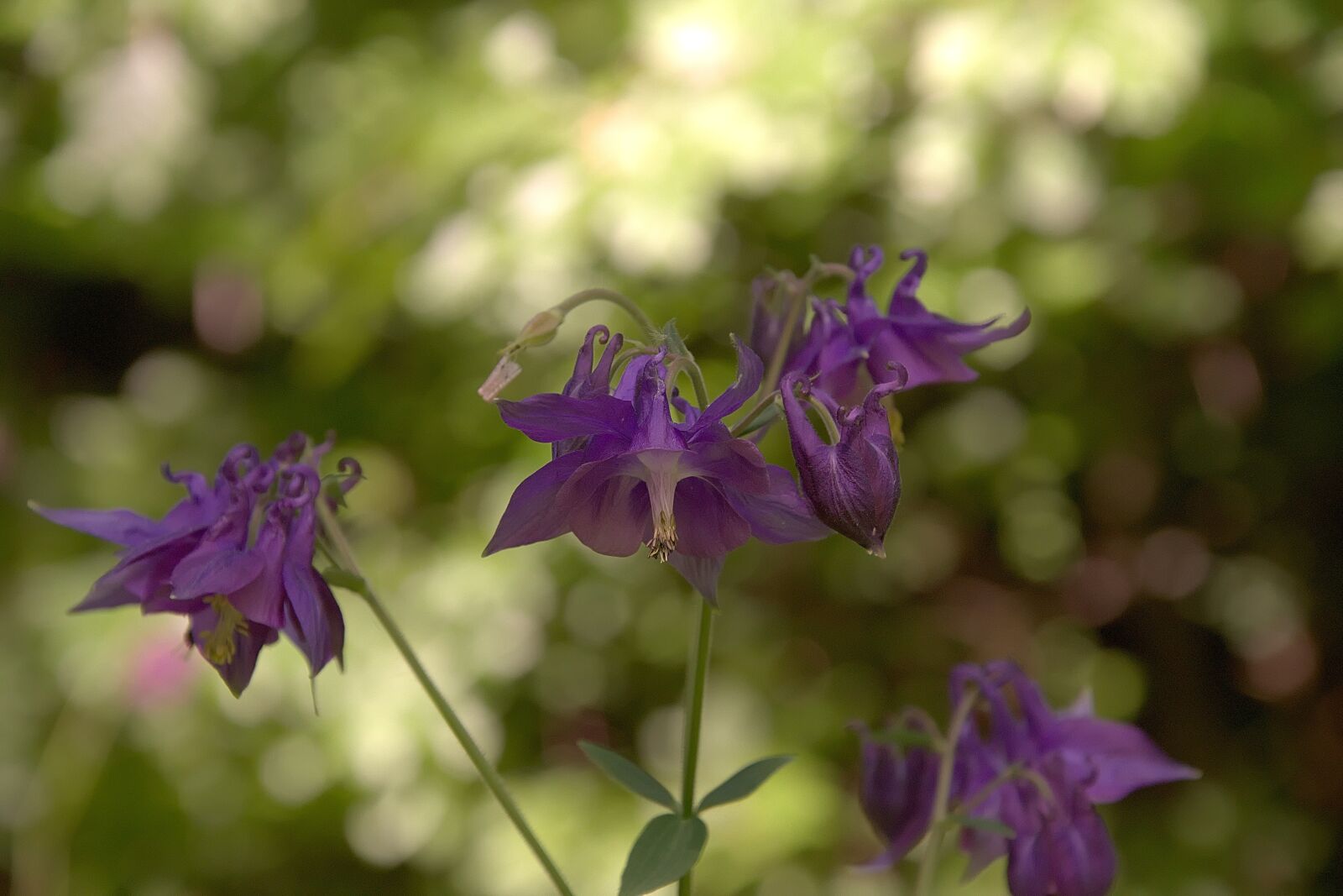 Nikon D3300 sample photo. Forest orchid, flower, purple photography