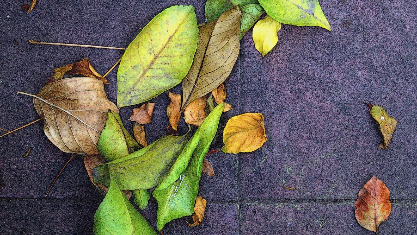 Sony DT 18-55mm F3.5-5.6 SAM II sample photo. Fall, leaves, leaf photography