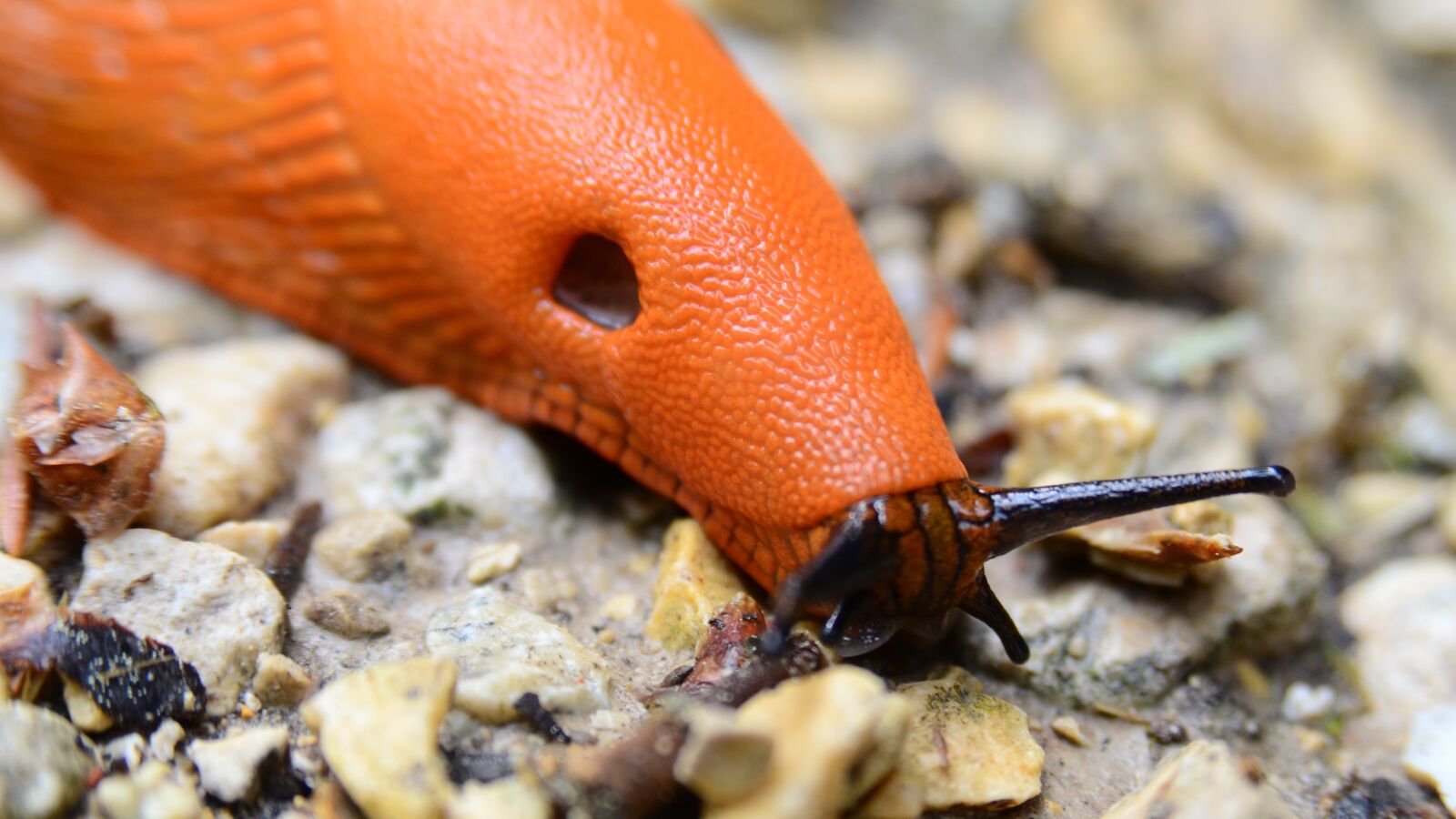 Nikon D7000 sample photo. Great wegschnecke, red wegschnecke photography