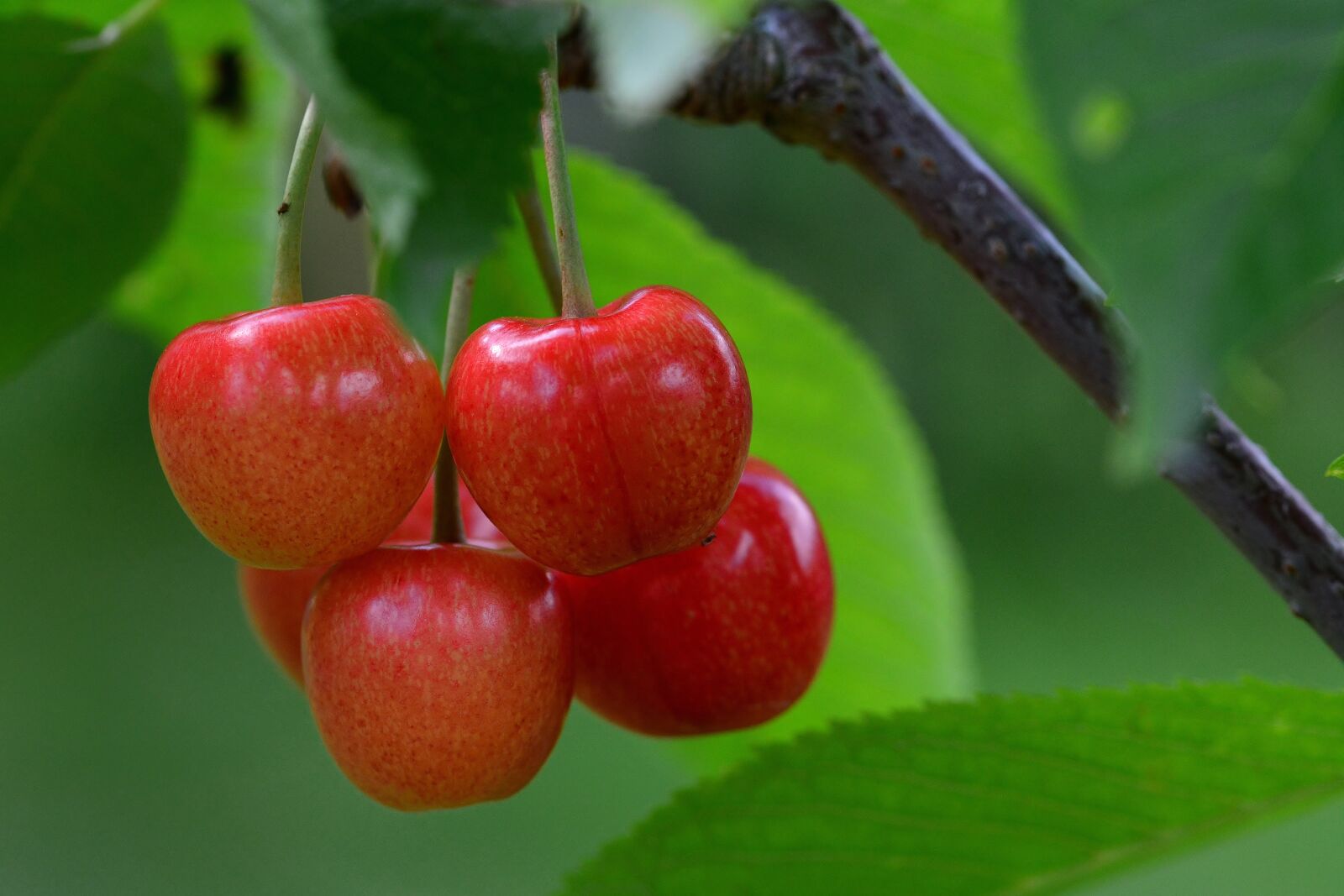 Nikon D5200 sample photo. Cherries, harvest, ripe photography