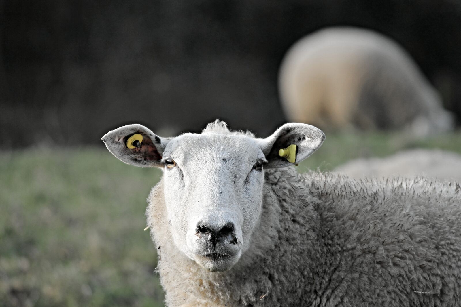 Canon EOS 1100D (EOS Rebel T3 / EOS Kiss X50) sample photo. Sheep, livestock, head photography