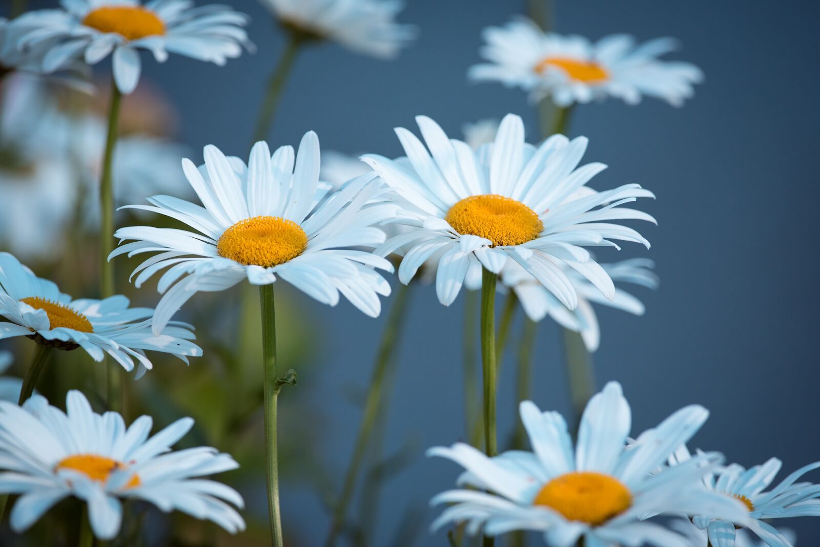 Nikon D750 sample photo. Marguerite, meadow, marguerite meadow photography