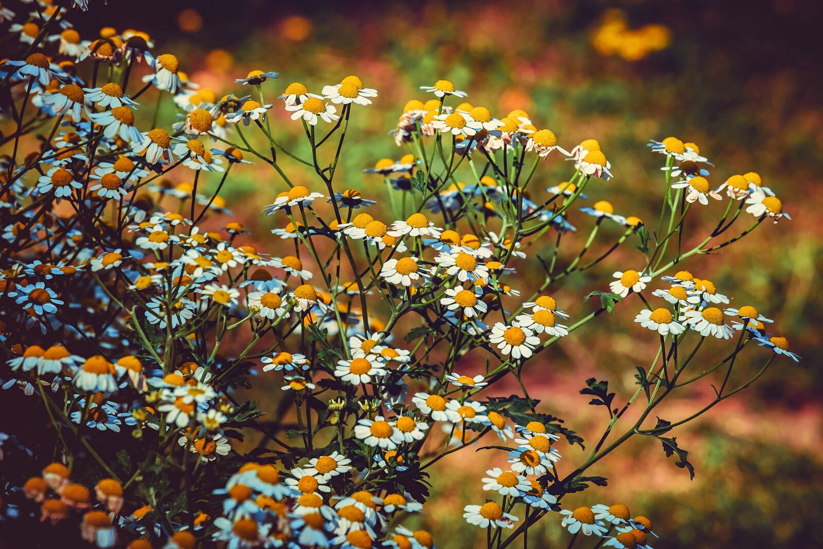 Fujifilm XF 55-200mm F3.5-4.8 R LM OIS sample photo. Feverfew, blossom, bloom photography