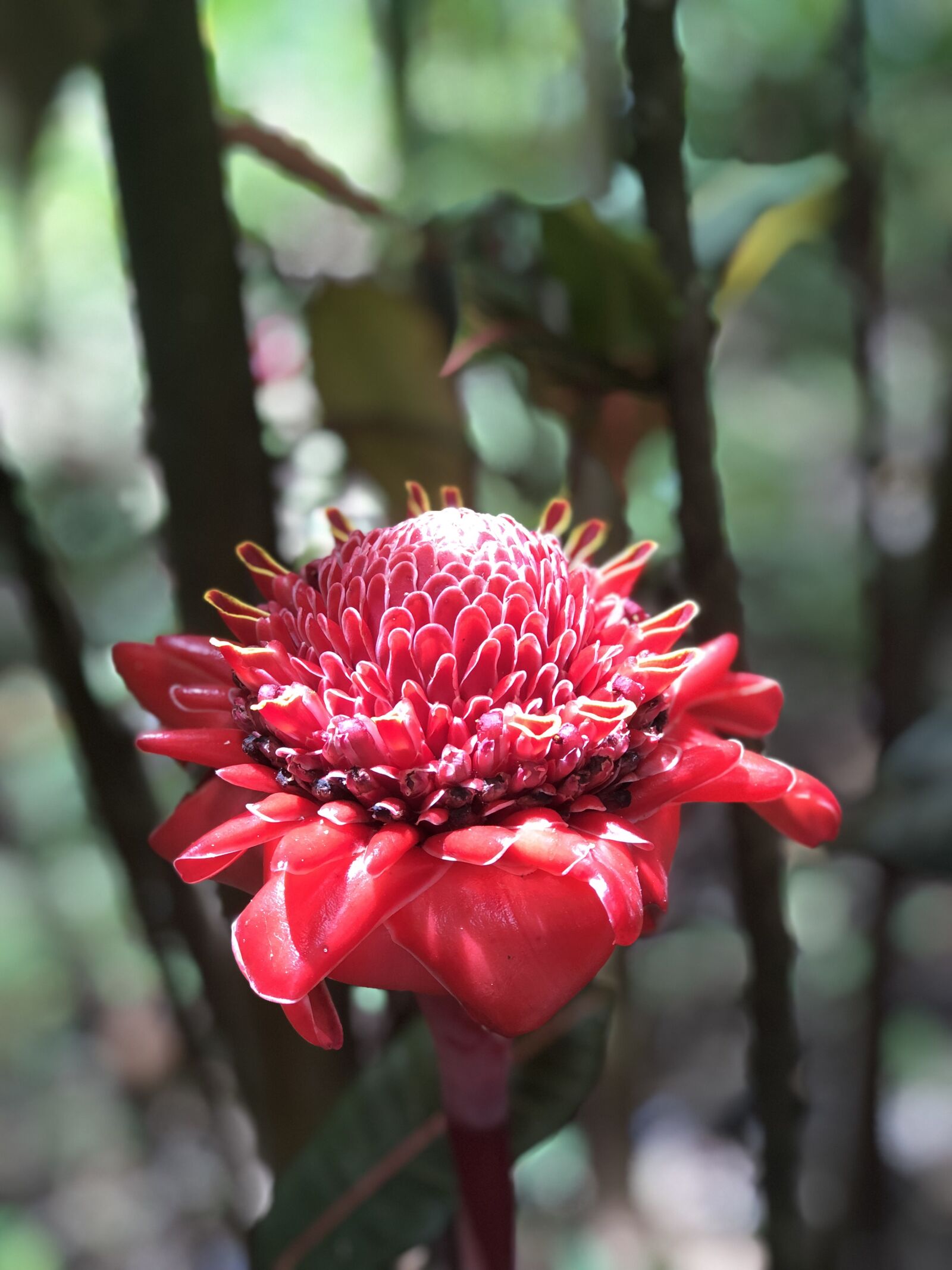 iPhone 8 Plus back dual camera 6.6mm f/2.8 sample photo. Exotic, nature, jungle photography