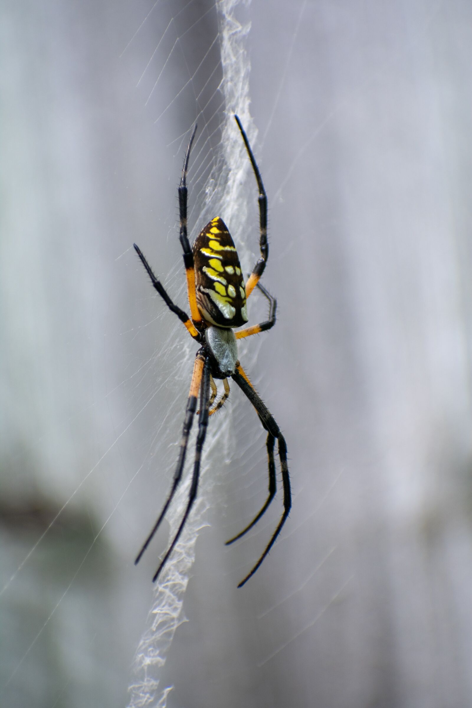 Nikon D3400 sample photo. Garden spider, spider, web photography