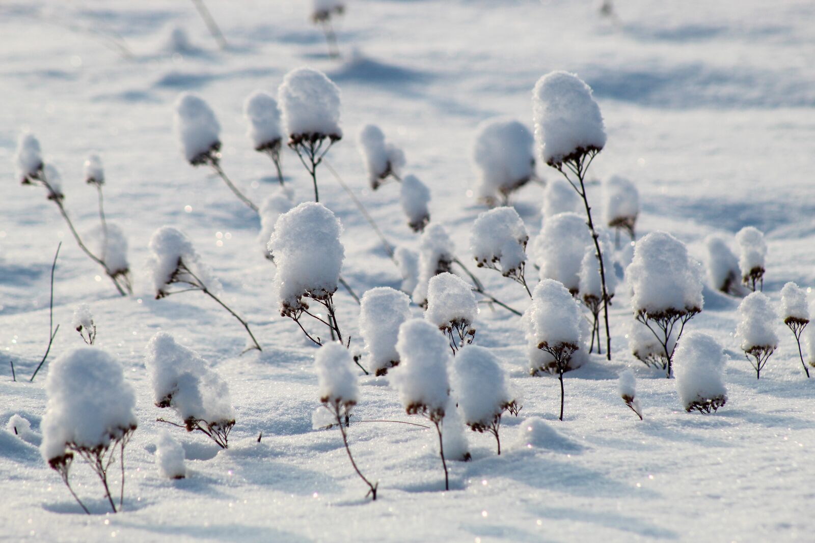 Тысячелистника зимой в снегу