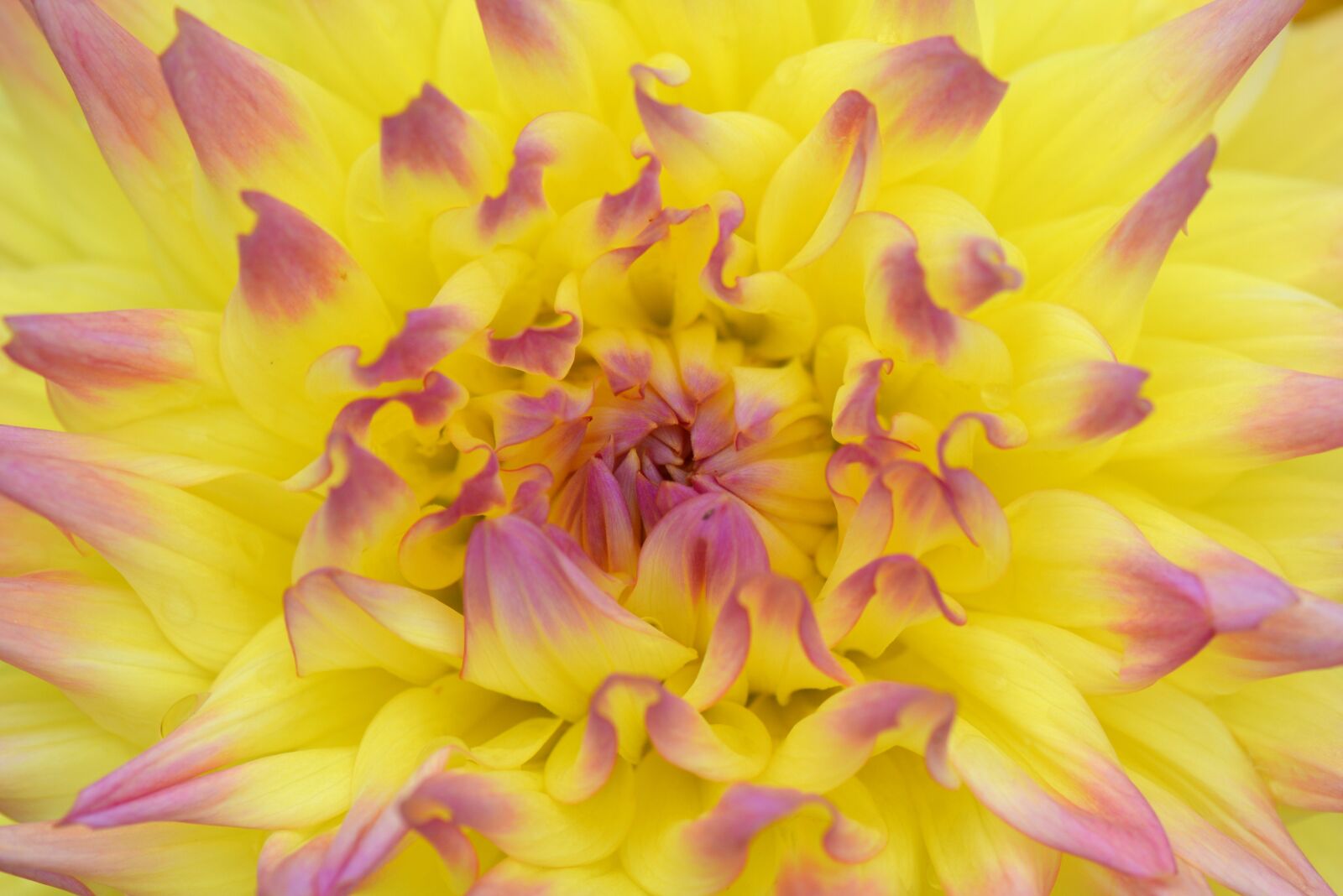 Nikon D5200 sample photo. Flower, nature, dahlia photography