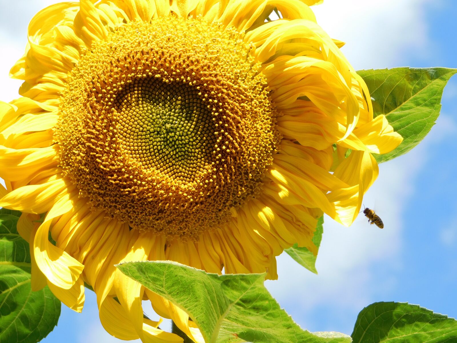 Nikon Coolpix B500 sample photo. Bee, flight, sunflower photography