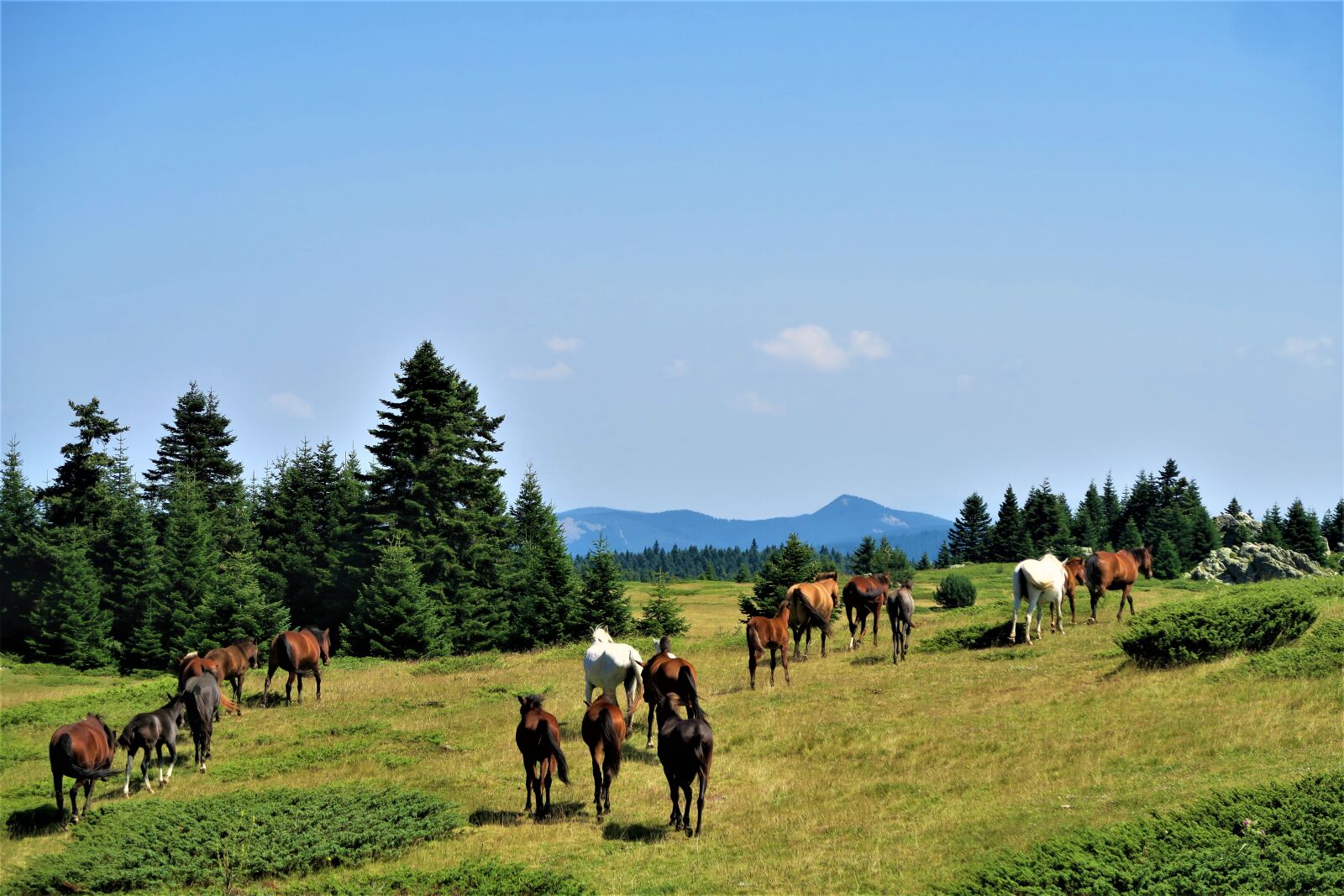 Canon PowerShot G7 X sample photo. The horses are, nature photography