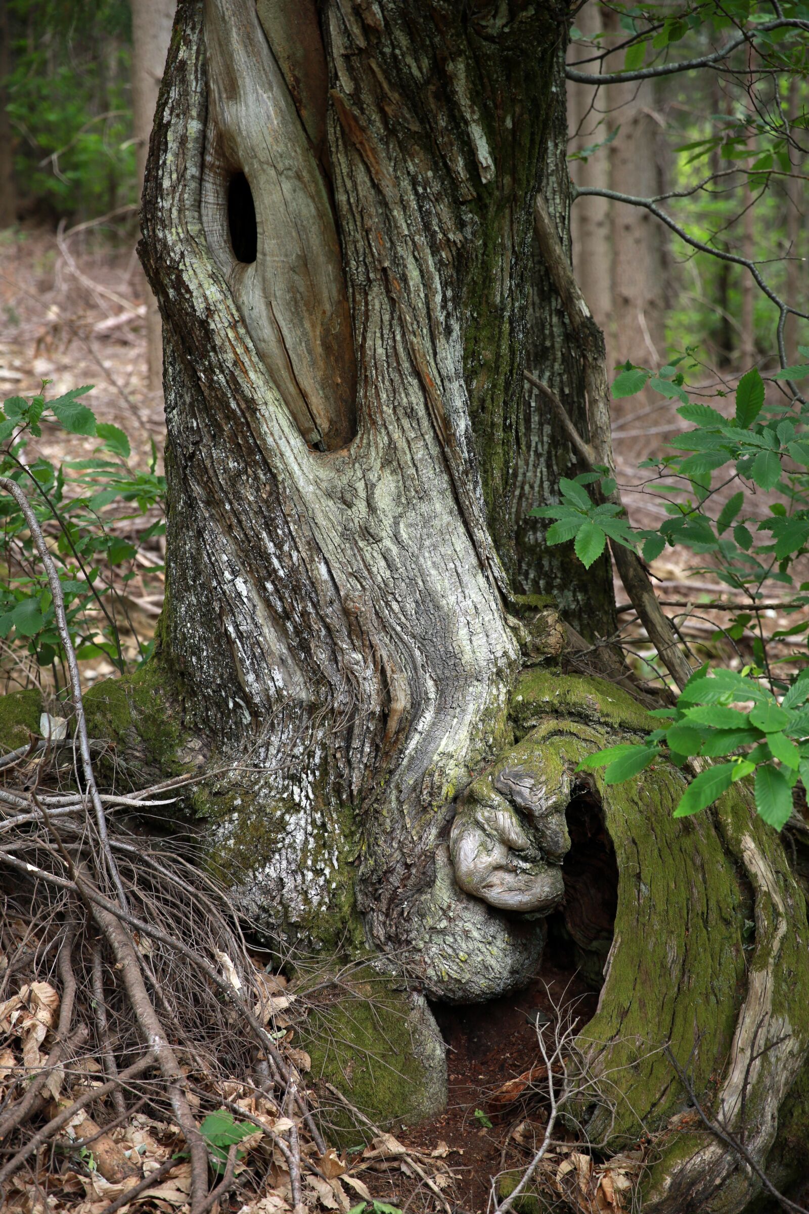 Canon EF 24-70mm F2.8L II USM sample photo. Tree, tree trunk, nature photography