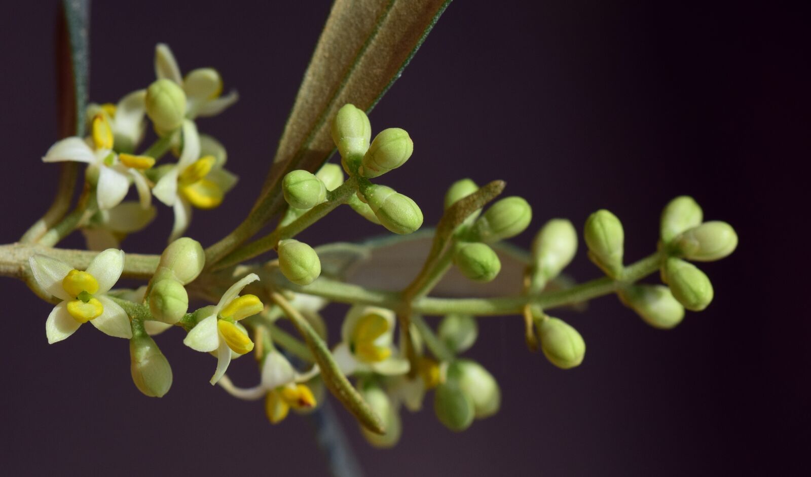 Nikon D3300 sample photo. Blossom, bloom, olive tree photography