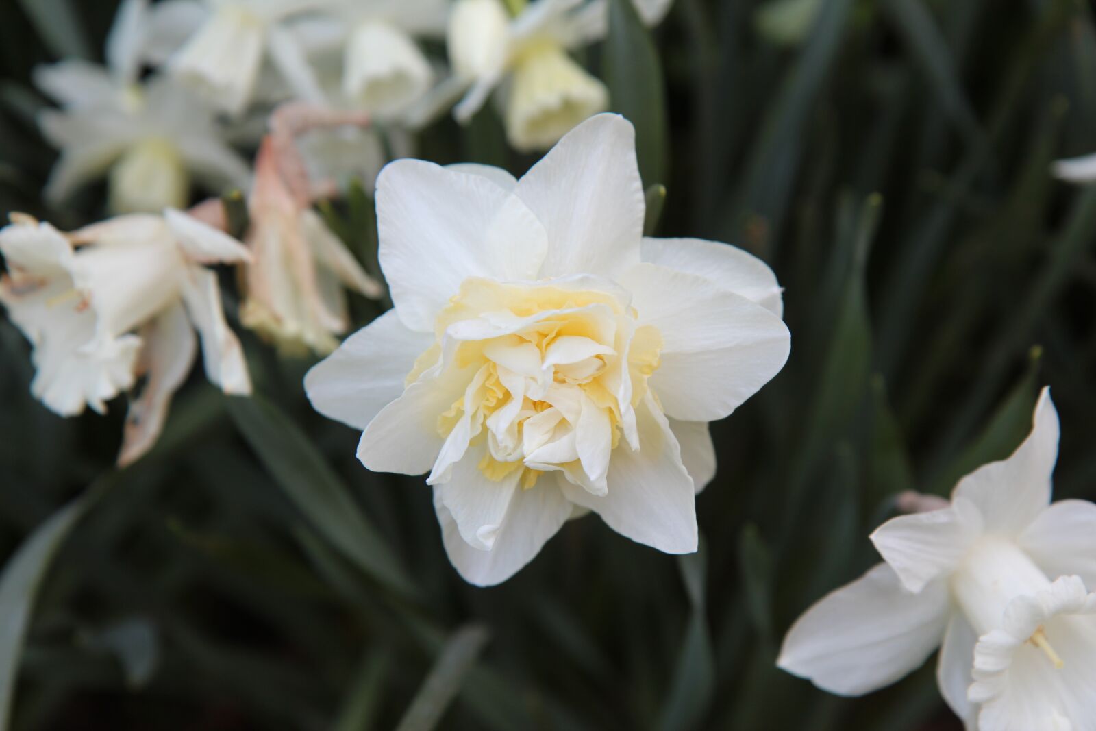 Canon EOS 600D (Rebel EOS T3i / EOS Kiss X5) sample photo. Narcissus, narcissus double, narcissus photography