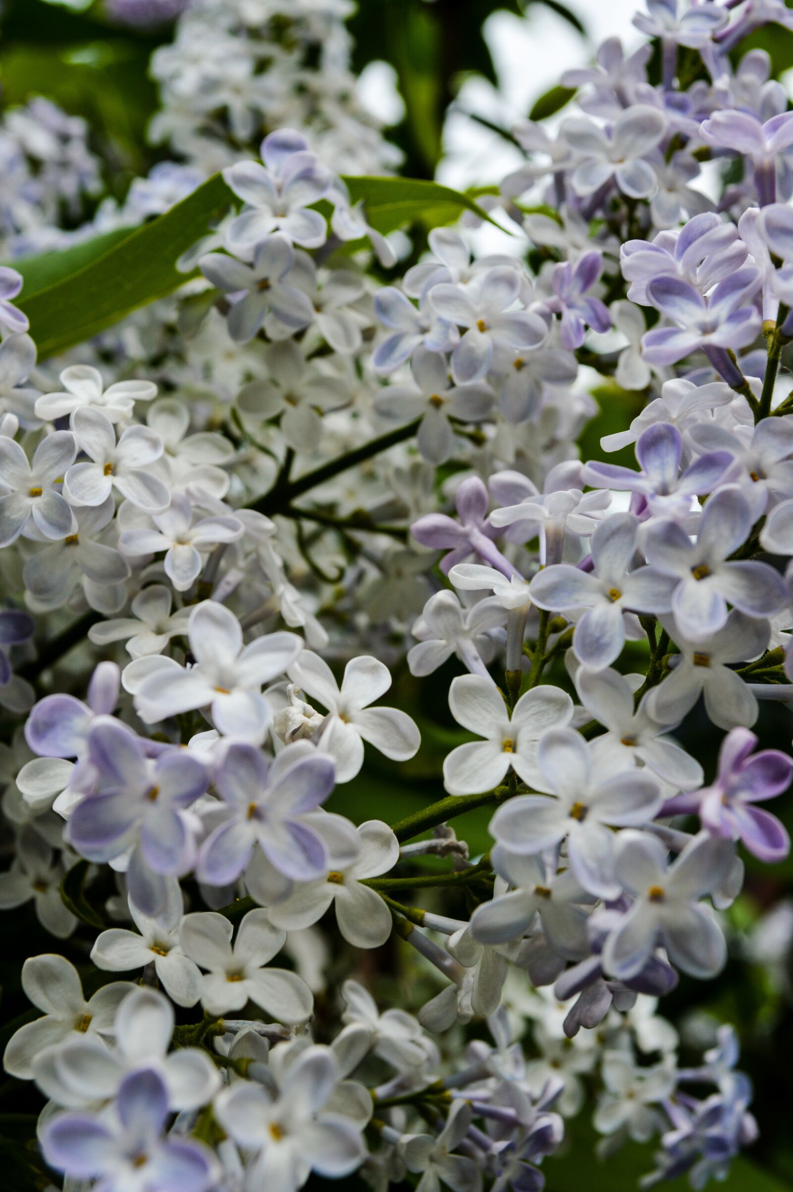 Nikon D3200 sample photo. Flowers, flowering shrub, garden photography