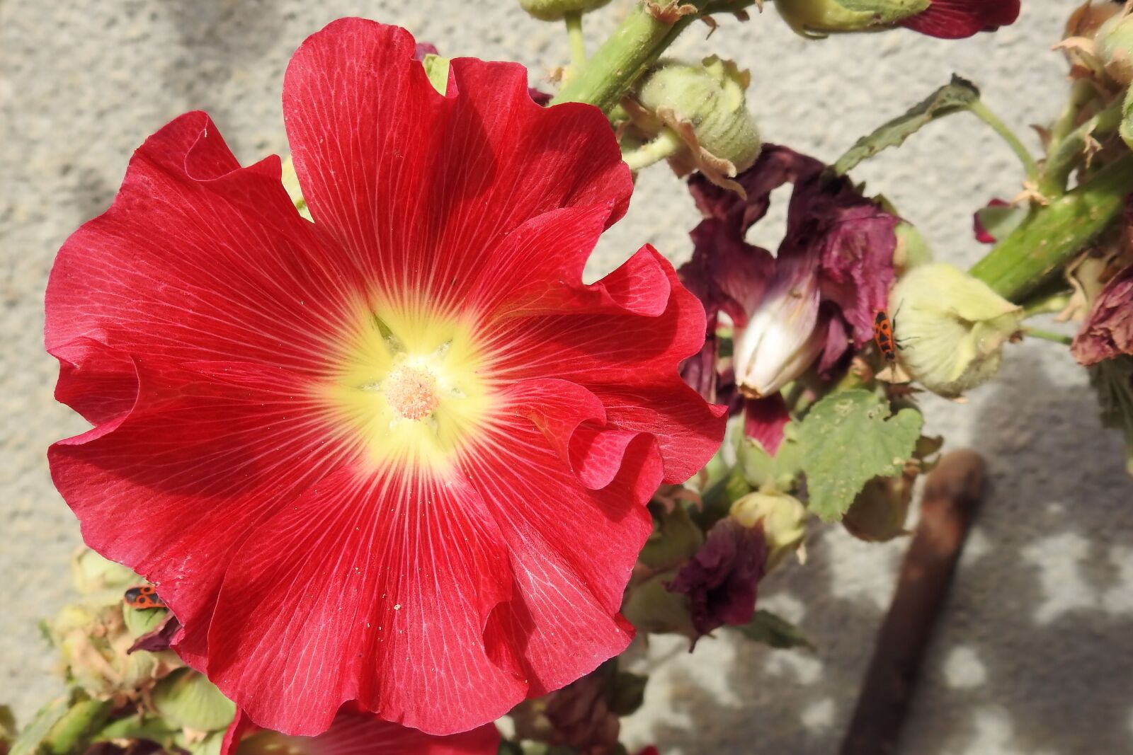 Nikon Coolpix P900 sample photo. Mallow, hollyhock flower, stock photography