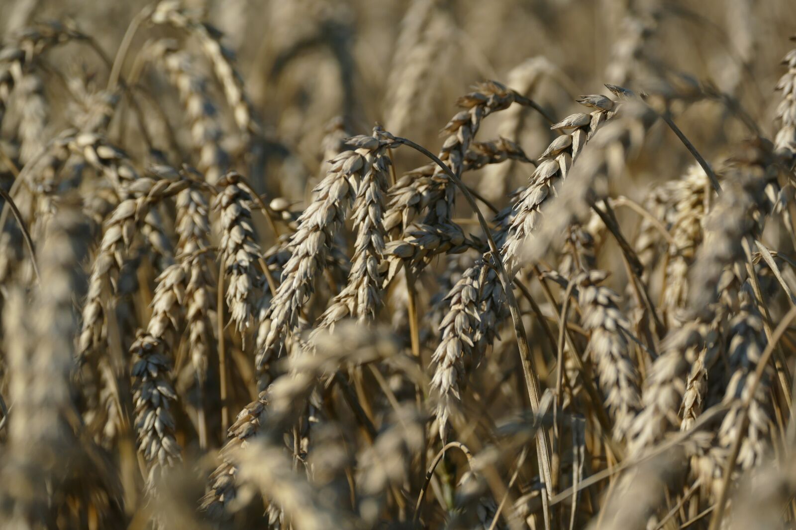 Panasonic Lumix DMC-FZ1000 sample photo. Wheat, agriculture, cereals photography