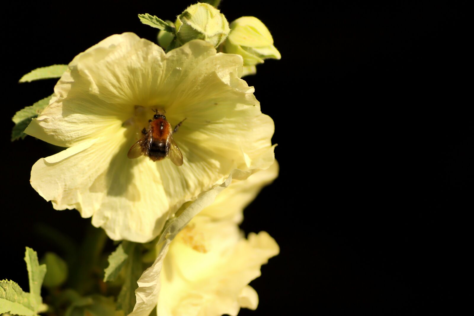 Tamron SP 90mm F2.8 Di VC USD 1:1 Macro sample photo. Mallow, hummel, flower photography