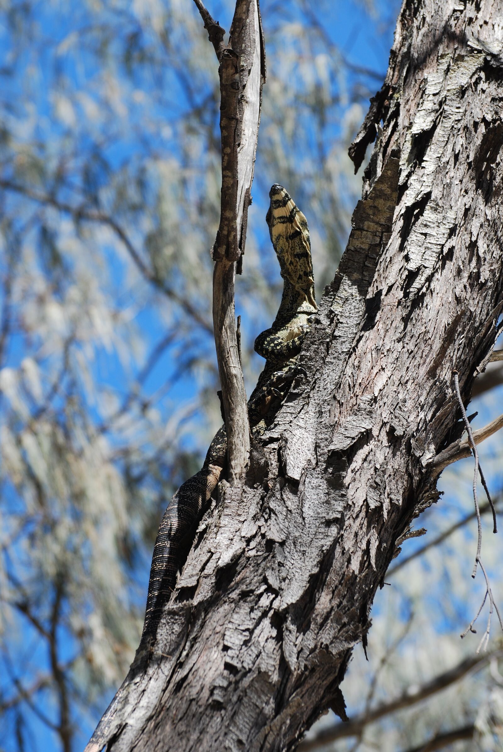 Nikon D60 sample photo. Iguana, tree, animal photography
