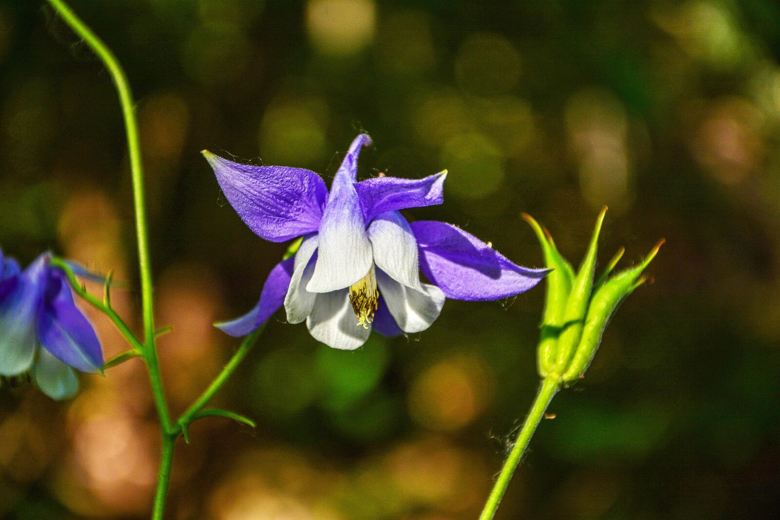Nikon D7100 sample photo. Flower, haseki earrings, purple photography