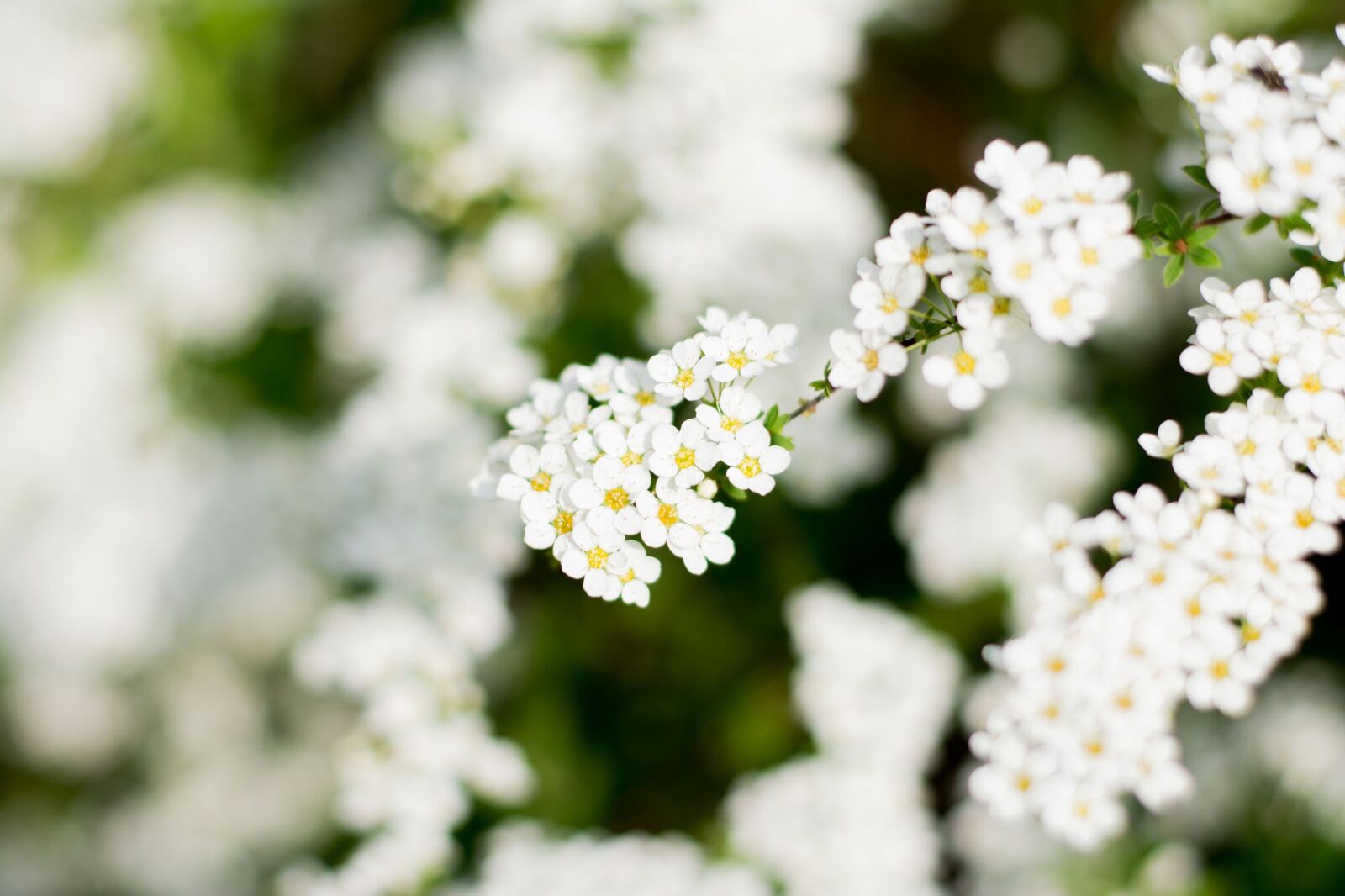 Nikon D5200 sample photo. Porridge, white flower, white photography