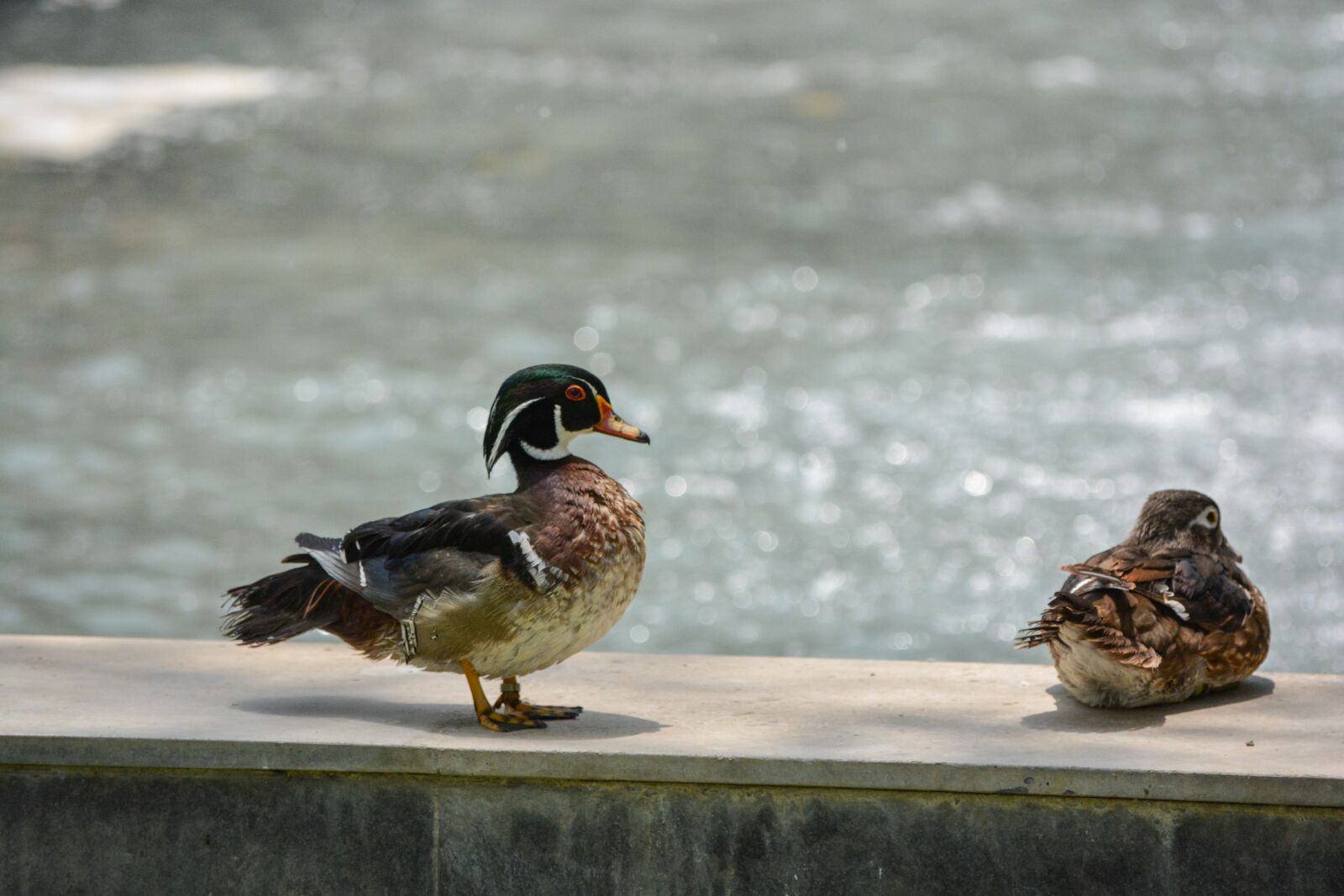 Nikon D5200 sample photo. Duckling, bird, nature photography